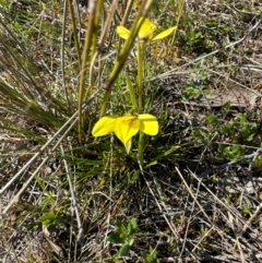 Diuris chryseopsis at Throsby, ACT - 6 Sep 2024