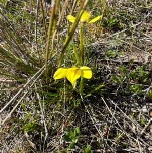 Diuris chryseopsis at Throsby, ACT - suppressed