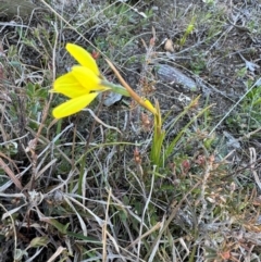 Diuris chryseopsis at Throsby, ACT - suppressed