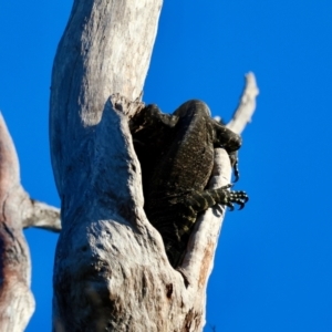 Varanus varius at Moruya, NSW - suppressed