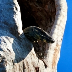 Varanus varius at Moruya, NSW - suppressed