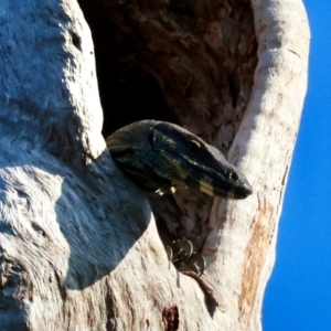 Varanus varius at Moruya, NSW - suppressed