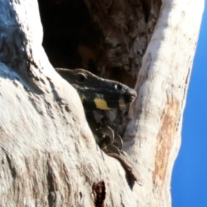 Varanus varius at Moruya, NSW - suppressed