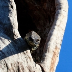 Varanus varius at Moruya, NSW - suppressed