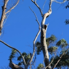 Varanus varius at Moruya, NSW - suppressed