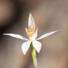 Caladenia alata at Moruya, NSW - 6 Sep 2024 by LisaH