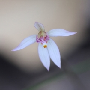 Caladenia alata at Moruya, NSW - suppressed