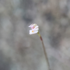 Caladenia alata at Moruya, NSW - suppressed