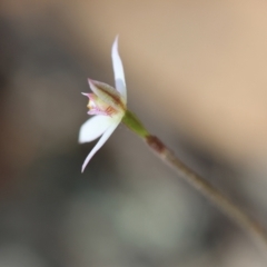 Caladenia alata at Moruya, NSW - suppressed