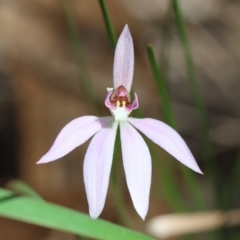 Caladenia carnea at Moruya, NSW - 6 Sep 2024 by LisaH