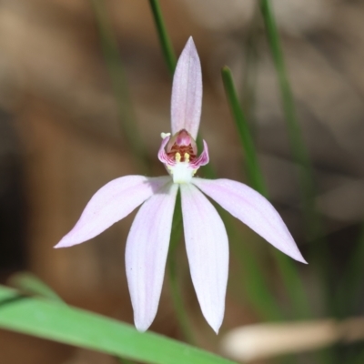 Caladenia carnea at Moruya, NSW - 6 Sep 2024 by LisaH