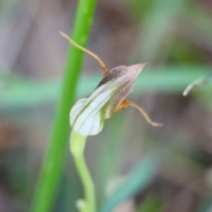 Pterostylis pedunculata at Moruya, NSW - 6 Sep 2024 by LisaH