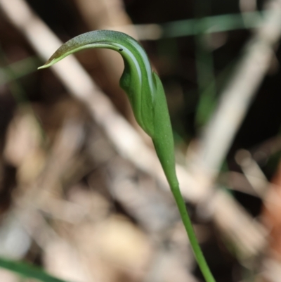 Unidentified Orchid at Moruya, NSW - 6 Sep 2024 by LisaH