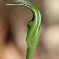 Pterostylis baptistii at Moruya, NSW - suppressed