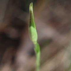 Pterostylis baptistii at Moruya, NSW - suppressed