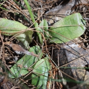 Pterostylis baptistii at Moruya, NSW - suppressed