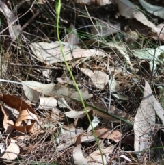 Pterostylis baptistii at Moruya, NSW - suppressed