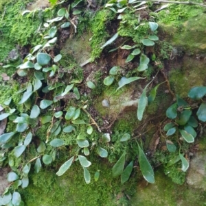 Pyrrosia rupestris at Penrose, NSW - suppressed