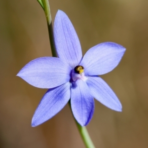 Thelymitra ixioides at Moruya, NSW - 6 Sep 2024