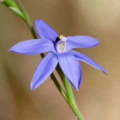 Thelymitra ixioides at Moruya, NSW - 6 Sep 2024