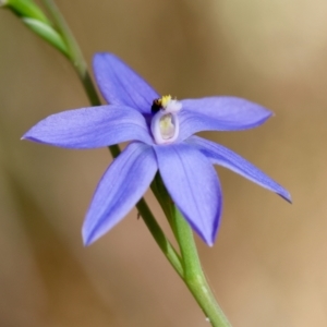 Thelymitra ixioides at Moruya, NSW - 6 Sep 2024