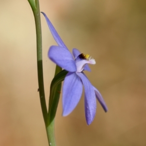 Thelymitra ixioides at Moruya, NSW - 6 Sep 2024