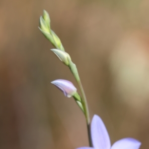 Thelymitra ixioides at Moruya, NSW - 6 Sep 2024