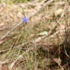 Thelymitra ixioides at Moruya, NSW - 6 Sep 2024