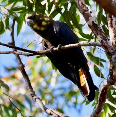 Calyptorhynchus lathami lathami (Glossy Black-Cockatoo) at Moruya, NSW - 6 Sep 2024 by LisaH