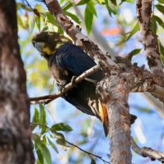 Calyptorhynchus lathami lathami at Moruya, NSW - suppressed