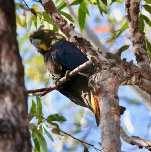 Calyptorhynchus lathami lathami at Moruya, NSW - suppressed