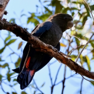 Calyptorhynchus lathami lathami at Moruya, NSW - 6 Sep 2024