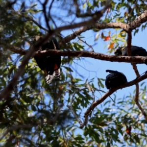 Calyptorhynchus lathami lathami at Moruya, NSW - suppressed