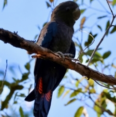 Calyptorhynchus lathami lathami at Moruya, NSW - suppressed