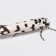 Ethmia eupostica (A Gelechioid moth (Ethmiidae)) at Jerrabomberra, NSW - 5 Sep 2024 by DianneClarke