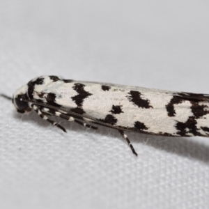 Ethmia eupostica at Jerrabomberra, NSW - 6 Sep 2024