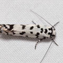 Ethmia eupostica at Jerrabomberra, NSW - 6 Sep 2024