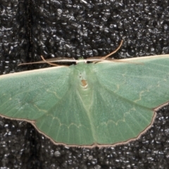 Prasinocyma semicrocea (Common Gum Emerald moth) at Melba, ACT - 5 Sep 2024 by kasiaaus