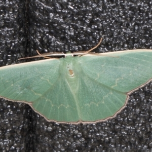 Prasinocyma semicrocea at Melba, ACT - 5 Sep 2024