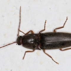 Unverified Click beetle (Elateridae) at Melba, ACT - 5 Sep 2024 by kasiaaus