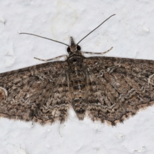 Pasiphilodes testulata at Melba, ACT - 5 Sep 2024