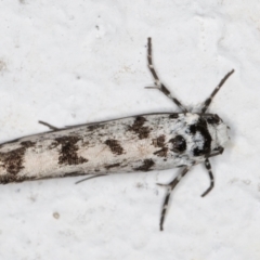 Ethmia eupostica (A Gelechioid moth (Ethmiidae)) at Melba, ACT - 5 Sep 2024 by kasiaaus