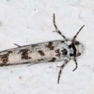 Ethmia eupostica at Melba, ACT - 5 Sep 2024