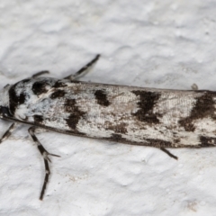 Ethmia eupostica at Melba, ACT - 5 Sep 2024