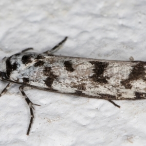 Ethmia eupostica at Melba, ACT - 5 Sep 2024 10:48 PM