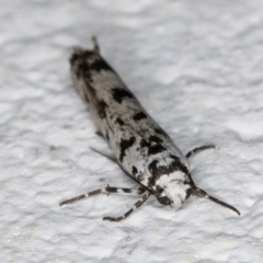 Ethmia eupostica at Melba, ACT - 5 Sep 2024