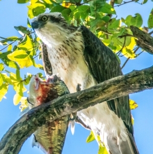 Pandion haliaetus at Bundaberg North, QLD - 9 Jun 2024