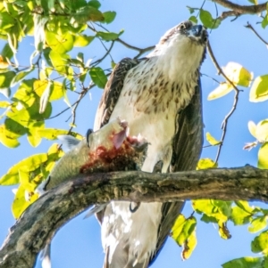 Pandion haliaetus at Bundaberg North, QLD - 9 Jun 2024