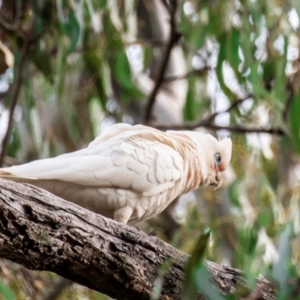 Cacatua sanguinea at Manilla, NSW - 10 Aug 2024