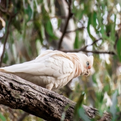 Cacatua sanguinea (Little Corella) at Manilla, NSW - 10 Aug 2024 by Petesteamer